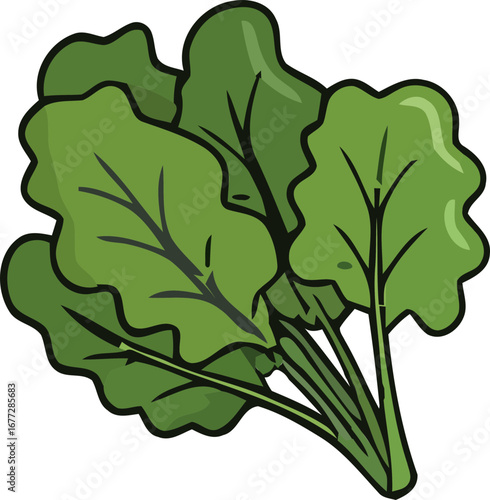 vector illustration of kale