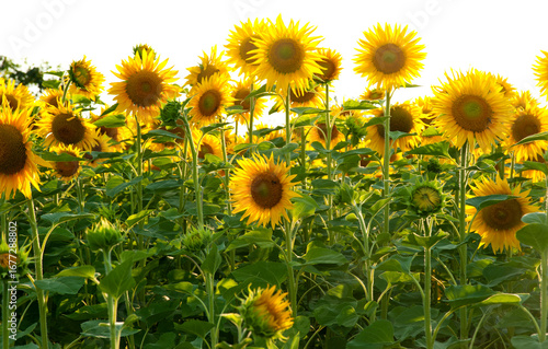 Sunflowers are blooming, brightly as if they are copying a real sun