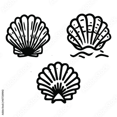 Three black and white seashell drawings with varying styles and orientations on a white background design art