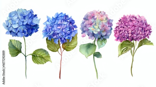 A collection of watercolor hydrangea flowers in various shades of blue and purple, each with green leaves