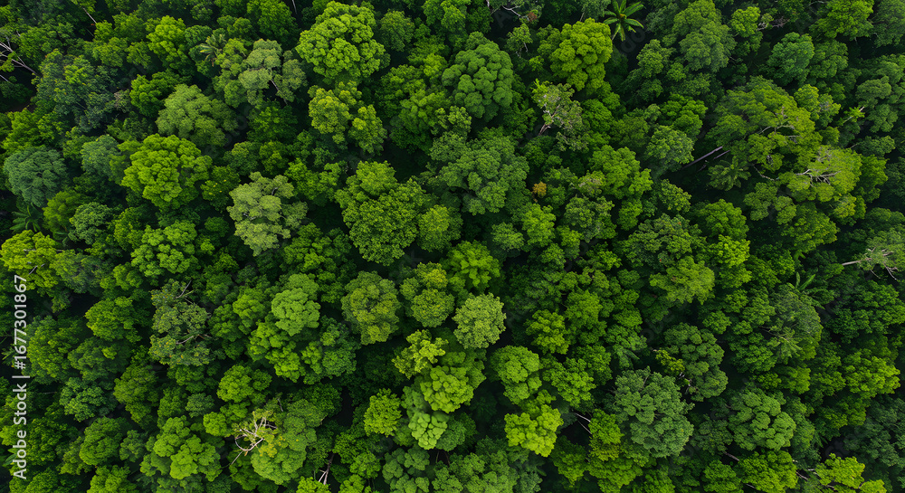 Naklejka premium A breathtaking top-down aerial view of a vibrant, dense jungle canopy, showcasing the rich texture and pattern of the treetops