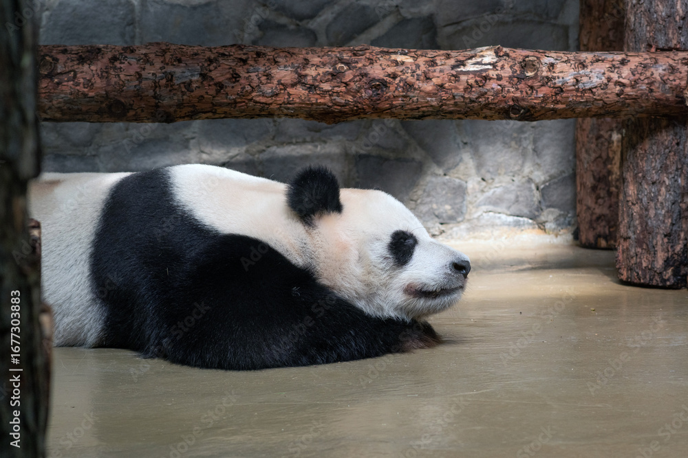 Fototapeta premium giant panda sleeping in a zoo enclosure