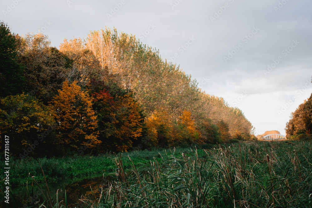 Obraz premium autumn trees near the canal