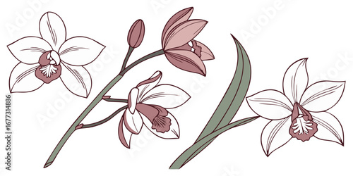 Orchid Vector Set Exotic Floral Collection Elegant Tropical Bloom Artwork