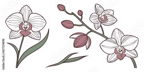 Orchid Vector Set Exotic Floral Collection Elegant Tropical Bloom Artwork
