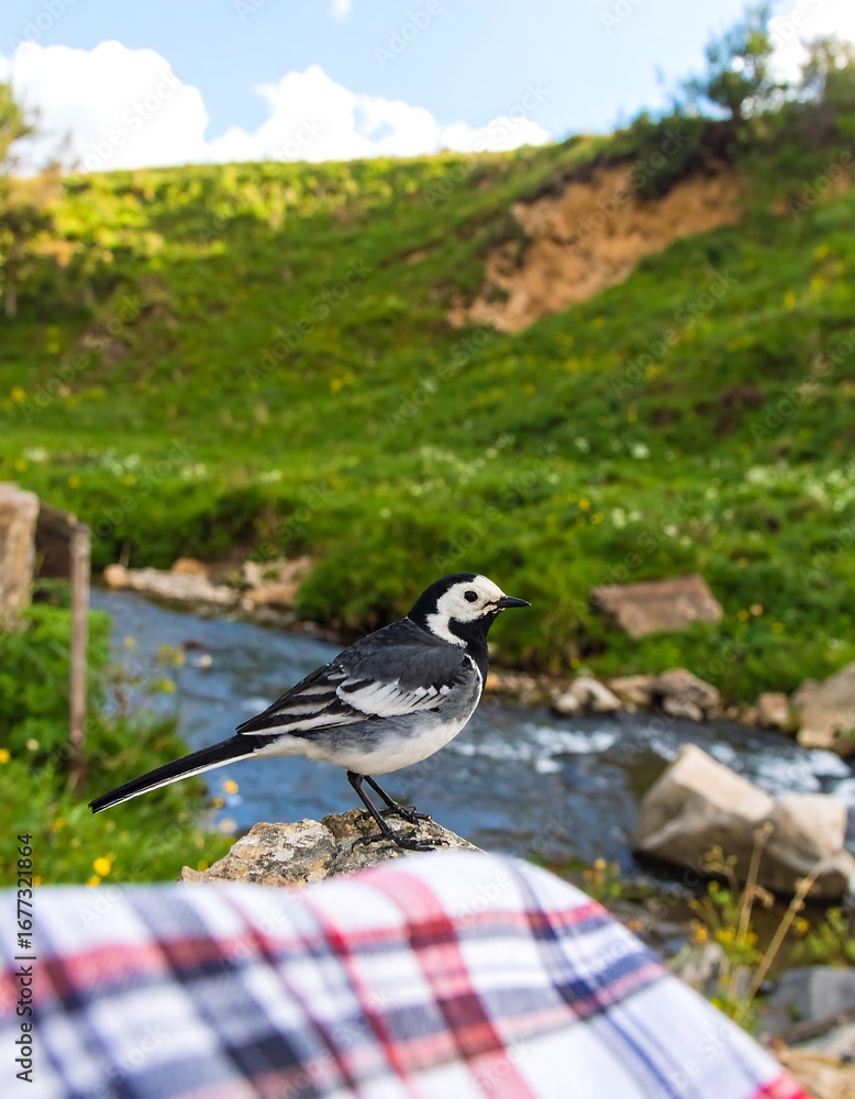 Fototapeta premium Bird on a mountain stream
