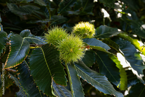 Inflorescence on a green shrub