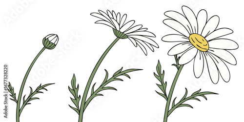 Daisy Vector Set Simple Cheerful White Yellow Bloom Minimal Illustration