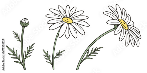 Daisy Vector Set Simple Cheerful White Yellow Bloom Minimal Illustration