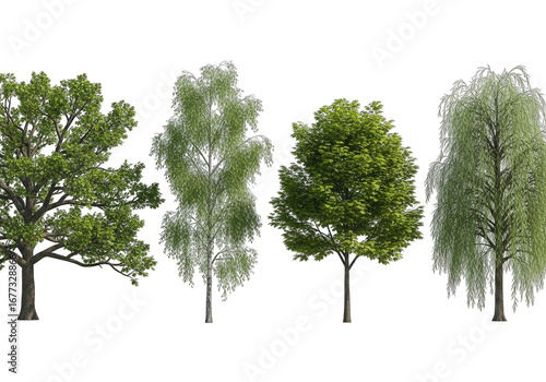 Four Various Trees Isolated on Transparent Background Maple, Birch, Willow, Oak