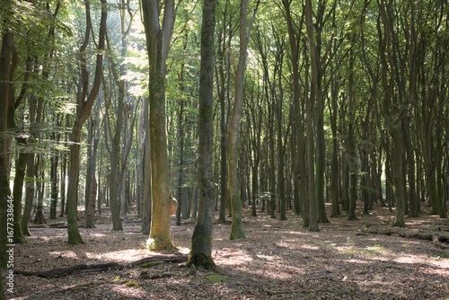 A peaceful quiet in the beautiful forest