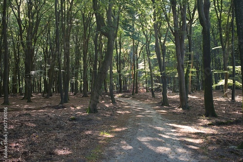 A peaceful quiet in the beautiful forest
