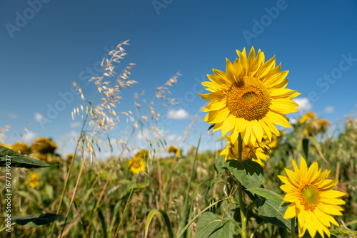 Fotografie Sunflower close up flower field