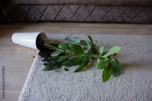 Fallen potted plant on carpet with spilled soil and overturned flower pot