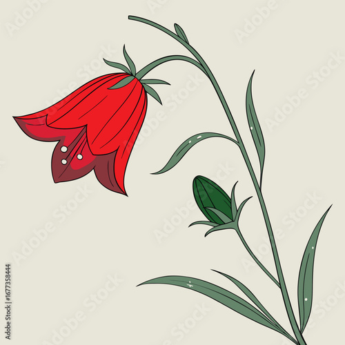 Red bell flower with green leaves red flower botanical illustration