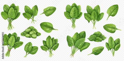 A collection of fresh green spinach illustrations, featuring tied bunches, single leaves, and small piles on a transparent background.