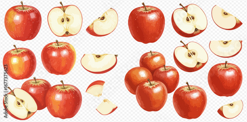Detailed illustrations of ripe red apples, including whole fruits, halves with seeds, and various slices.