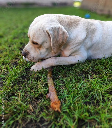  yellow labrador retriever lying peacefully on green grass with small stick in outdoor park setting ideal for pet care, dog products, and nature lifestyle industries  