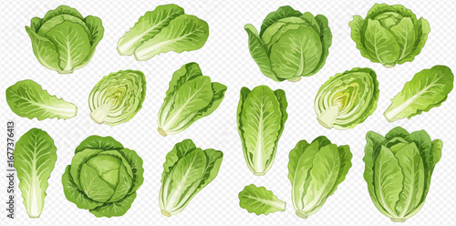 A collection of fresh green romaine lettuce and cabbage, shown as whole heads, single leaves, and cut in half, on a transparent background.