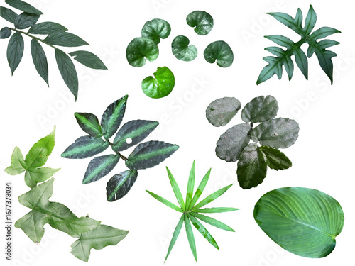 green leaves isolated on white