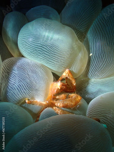 jellyfish in the water