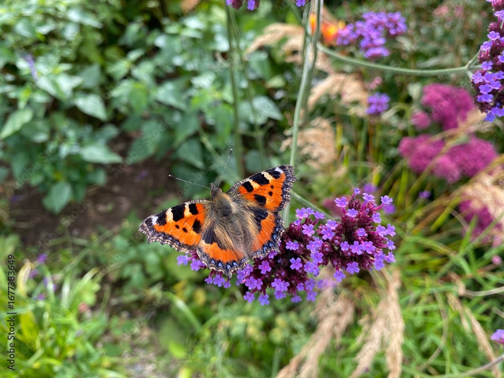 Obraz premium butterfly on flower