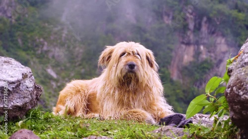 Wallpaper Mural Big Haired Himalayan Dog Resting in Mountain Landscape Torontodigital.ca