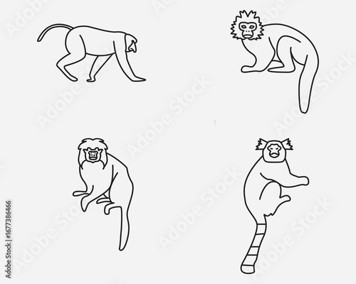 rainforest monkey outline icon.tamarin marmoset primate thin line logo design isolated on background