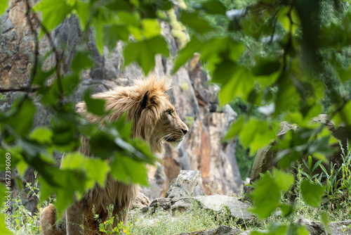 High resolution photo of a lion in profile partially hidden behind green leaves