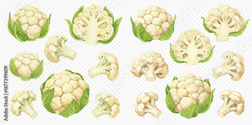 A collection of illustrated cauliflower vegetables, including whole heads, cut halves, and individual florets on a transparent background.