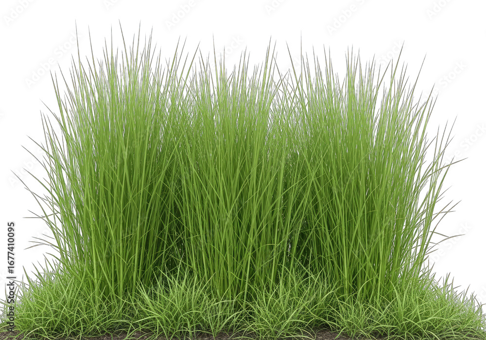 Fototapeta premium Lush Green Grass Clump Isolated on Transparent Backdrop, Natural Element Detail