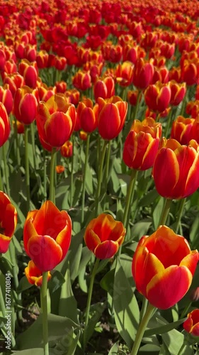 Vertical view of vivid red-yellow tulips from a different angle. A gentle field of spring blooms glowing in the sun, evoking warmth, joy and floral harmony