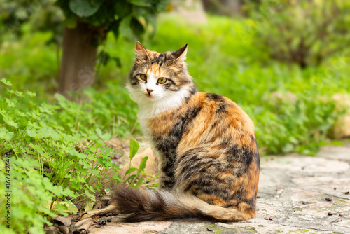 Wallpaper Mural cat in the grass Torontodigital.ca