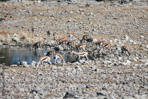 Group of Springboks Grazing and Drinking Water in Natural Rocky Habitat