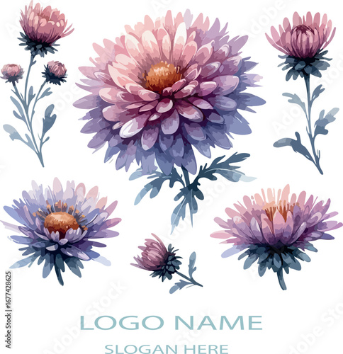 Watercolor aster flower clipart logo icon vector white background .