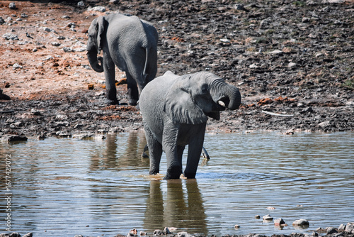 Two elephants enjoy a refreshing drink from a watering hole on a sunny day.