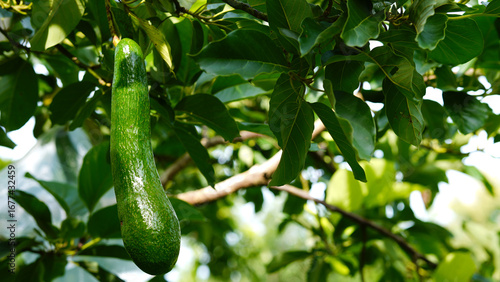 Close-up of avocado fruit, variety 034.