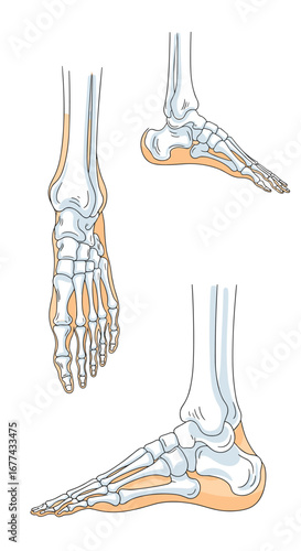 Anatomical illustrations of the human foot bones and plantar fascia viewed from multiple angles