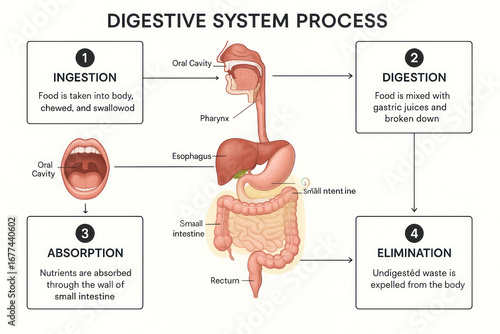 Digestive System Process Diagram: Illustration of Human Digestion Stages [Illustration]