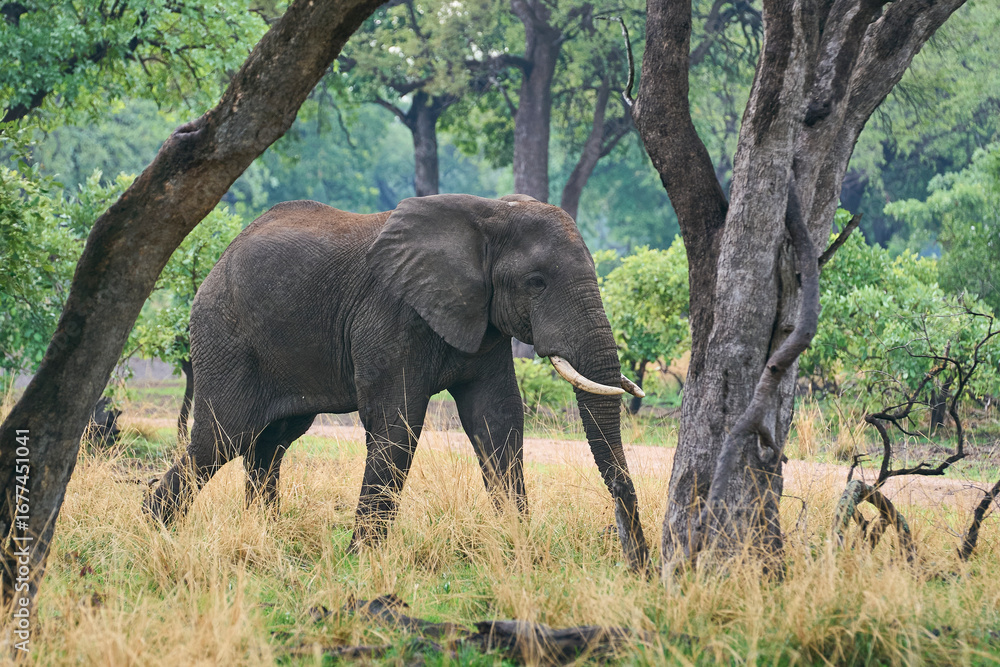 Fototapeta premium Large bull African Elephant (Loxodonta africana) in a wooded area in South Luangwa National Park, Zambia 