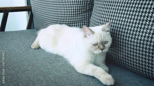 A white British Shorthair house cat is sitting on the sofa and watching its surroundings.