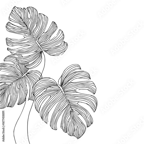 Monstera deliciosa leaf line art drawing botanical illustration tropical plant black and white vector design