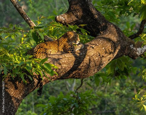 Photography Leopard on the Tree - photographed in Nagarhole National Park (India)