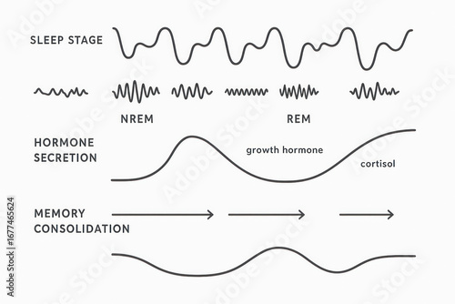 Plakat Sleep Stages, Hormone Secretion, Memory Consolidation - Illustration