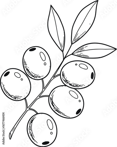 Vector art of olive branch, a symbol of peace and prosperity with fruits and leaves