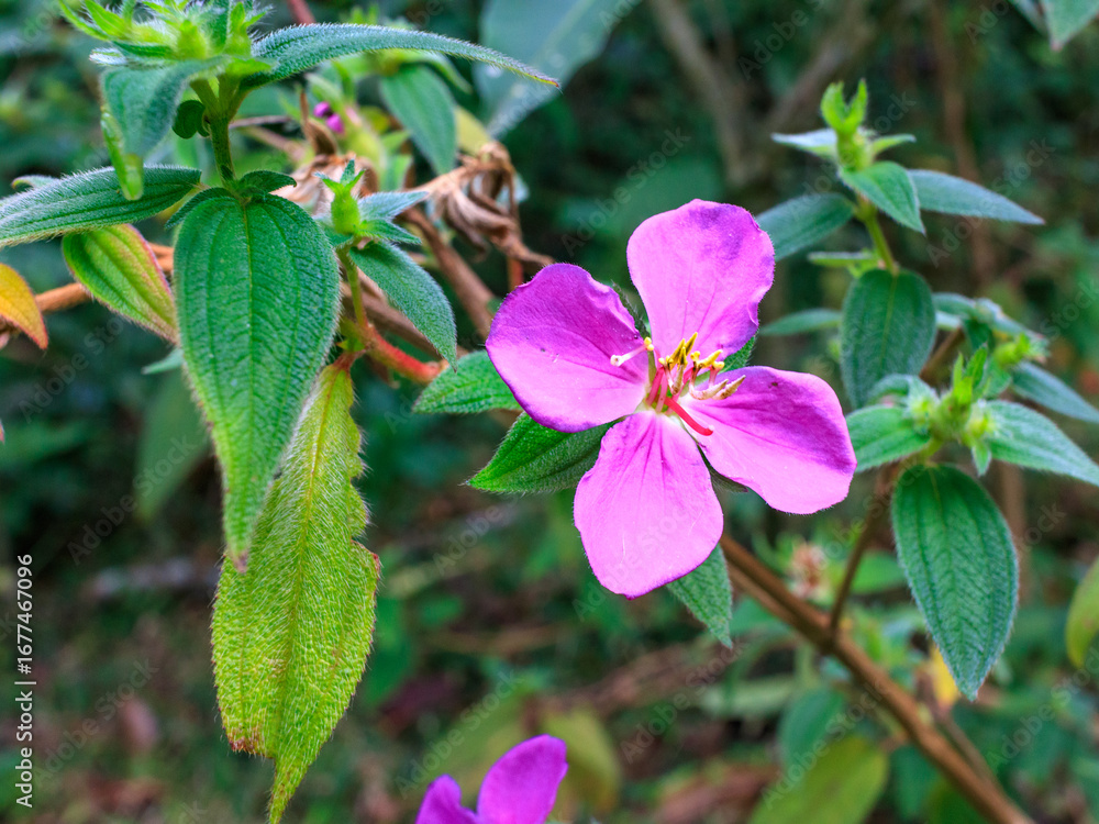 Obraz premium Beautiful pink flower amidst lush green foliage in a serene forest setting during springtime