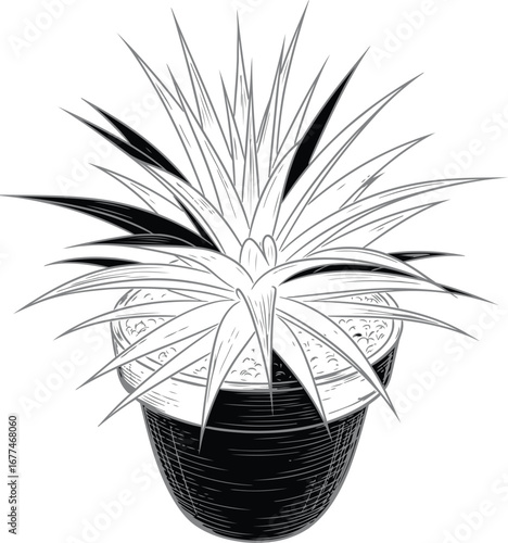 Vector art of elegant houseplant in a pot with intricate line work on