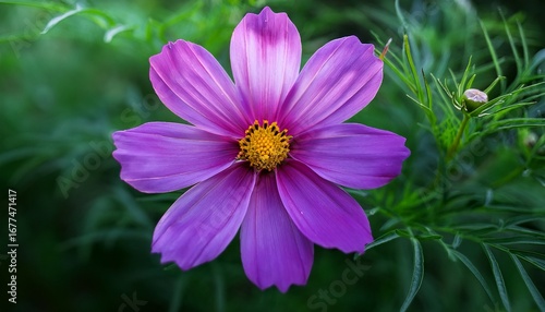 close up of vibrant purple kenikir flower cosmos caudatus in full bloom amidst lush greenery