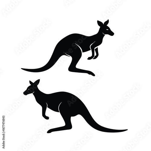 kangaroo vector illustration