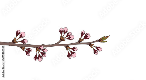 Delicate pink cherry blossoms branching out spring awakening nature's gentle beauty unfolding slowly petals ready to bloom